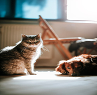 Un chien et un chat reposé
