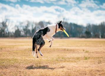 Chien heureux avec son jouet sécuritaire